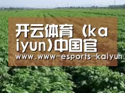 种植基地五(图1)