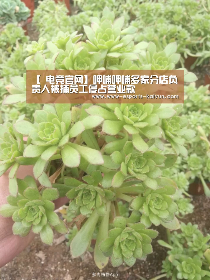  电竞官网